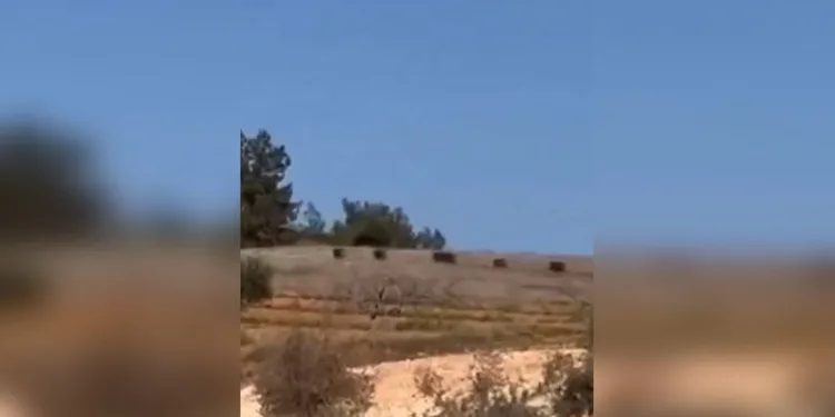 Gaziantep’te domuz sürüsü panik oluşturdu