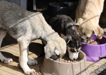 Mudanya’da can dostların maması belediyeden