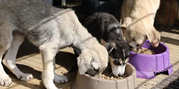 Mudanya’da can dostların maması belediyeden