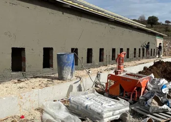 Sokak hayvanlarına modern yaşam alanı