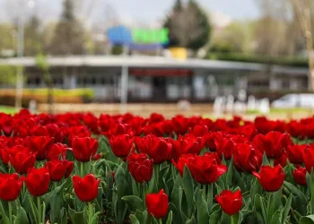 Büyükşehir, parkları lale ve çiçeklerle renklendirdi