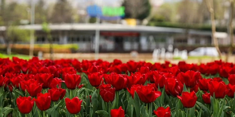 Büyükşehir, parkları lale ve çiçeklerle renklendirdi