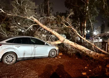 Hatay’da şiddetli fırtına ağacı devirdi