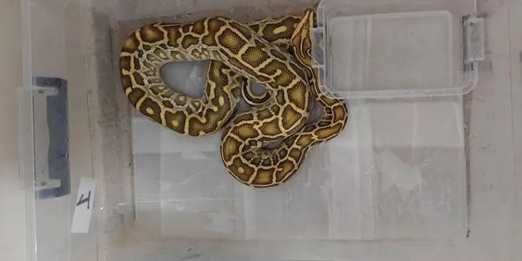 Samsun’da 1 ton 180 kilo kaçak midye ele geçirildi