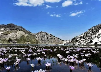 Adana’da Çam Kese Böcekleriyle Mücadele Başlatıldı