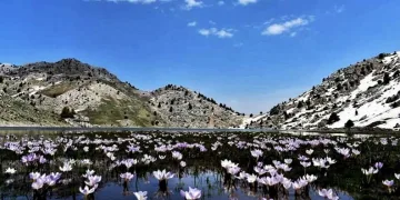 Adana’da Çam Kese Böcekleriyle Mücadele Başlatıldı