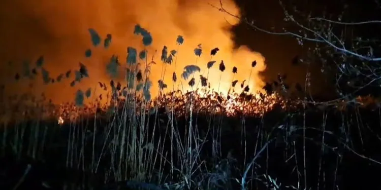 İznik’te sazlık alanda korkutan yangın