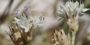 Ramazanda tercih edilen tatlılar