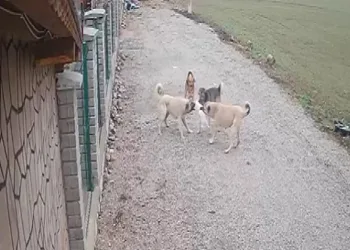 Kedi “Mia” köpekler tarafından telef edildi