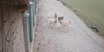 Kedi “Mia” köpekler tarafından telef edildi