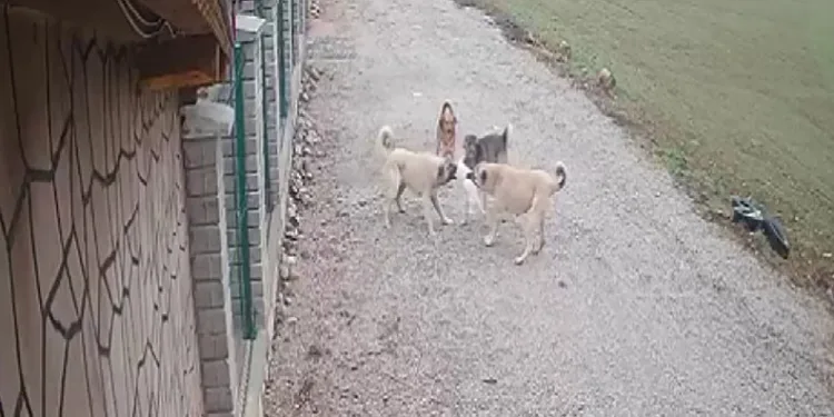 Kedi “Mia” köpekler tarafından telef edildi