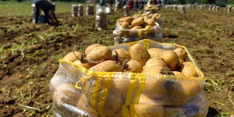 Patates ihracatı 6 ayda 15 kat arttı