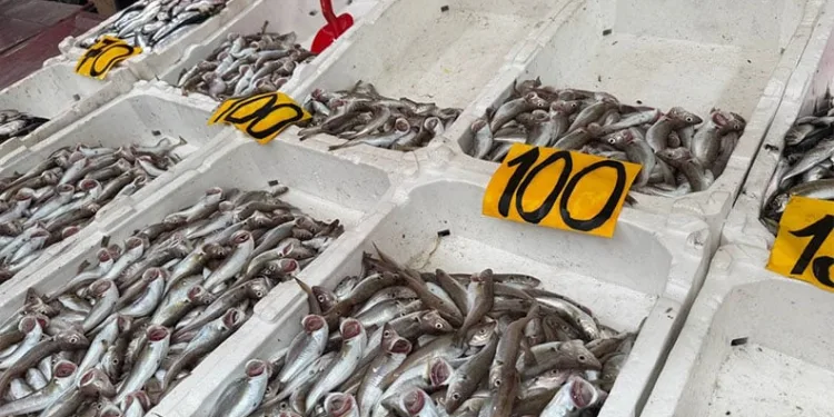 Zonguldak’ta mezgitin kilosu 100 liraya geriledi