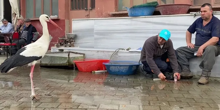 Bilal leylek