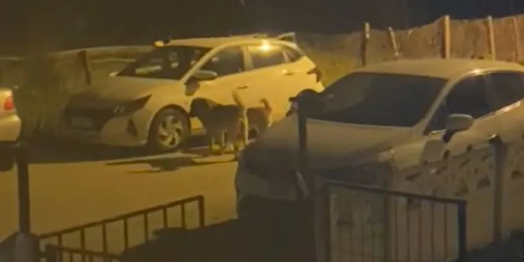 Otomobille çarpışan motosikletlinin metrelerce sürüklendiği kaza kamerada