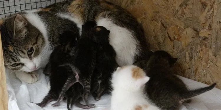 Pres makinesinden 5 yavru kedi çıktı