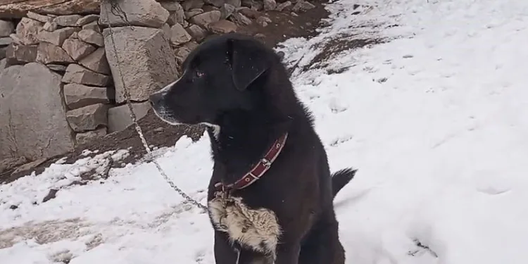 Zonguldak’ta mezgitin kilosu 100 liraya geriledi