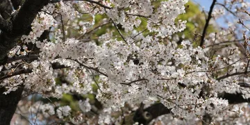 Saç tıraşını son güne bırakanlar bayrama berber dükkanlarında girdi
