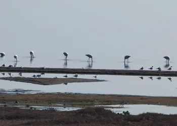 İznik Gölü