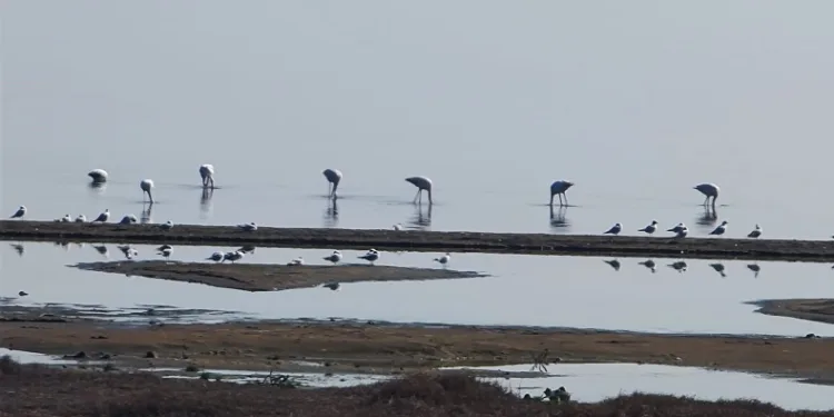 İznik Gölü