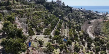 Avokadolar Alanya’da üreticilerin yüzünü güldürdü