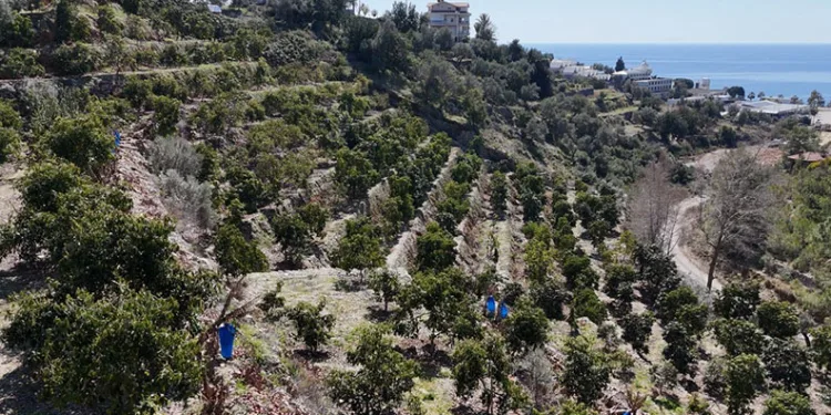 Avokadolar Alanya’da üreticilerin yüzünü güldürdü