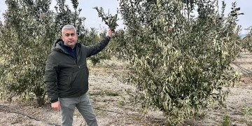 Türkiye’nin narenciye üretim merkezinde ağaçları don vurdu