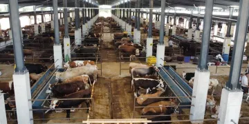 İnegöl hayvan pazarının kotra ihale tarihi belli oldu