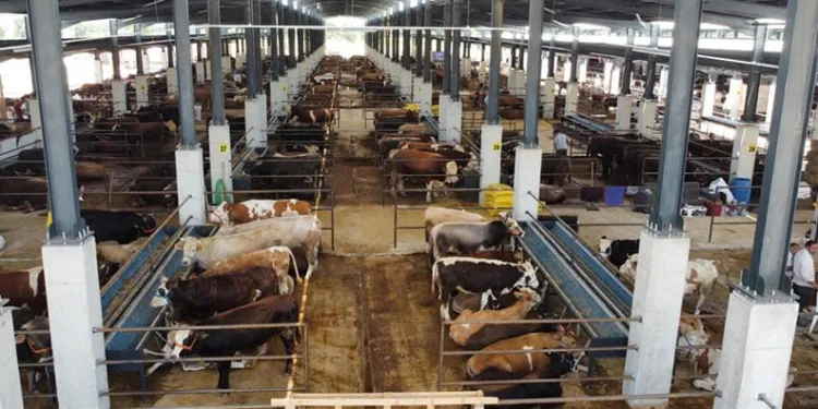 İnegöl hayvan pazarının kotra ihale tarihi belli oldu