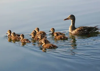 Av sezonu kapandı