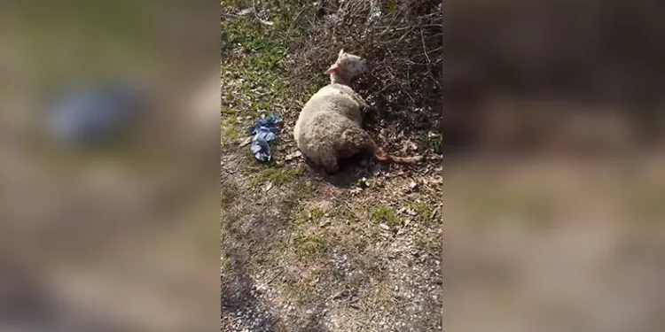 Isparta’da yunus timlerinden uyuşturucu ve silah operasyonu