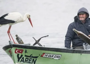 yaren leylek