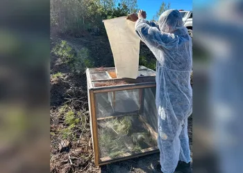 Adana’da Çam Kese Böcekleriyle Mücadele Başlatıldı