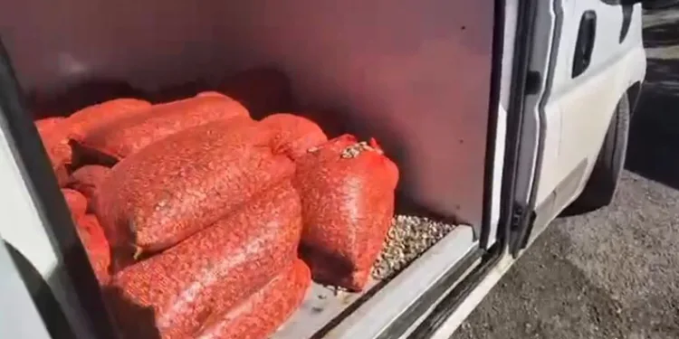 Samsun’da 1 ton 180 kilo kaçak midye ele geçirildi