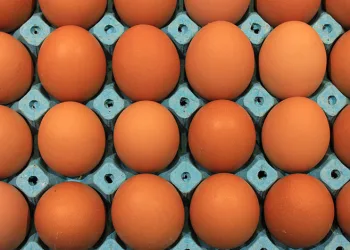 Üniversiteli tavukların yumurtaları daha hesaplı