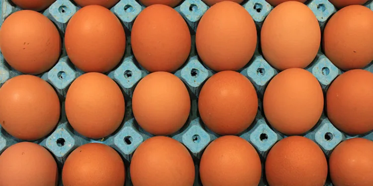 Üniversiteli tavukların yumurtaları daha hesaplı