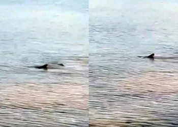 Köpek balıkları paniğe yol açtı