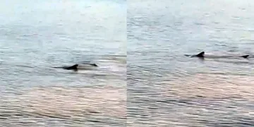 Köpek balıkları paniğe yol açtı