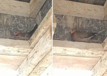 Bursa’da kuş yuva yaptı, inşaat durdu