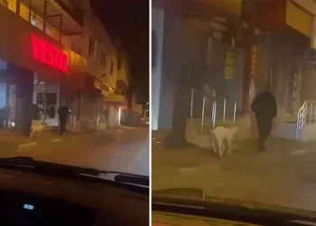 Bursa’da eğittiği kuzusunu dolaşmaya çıkardı