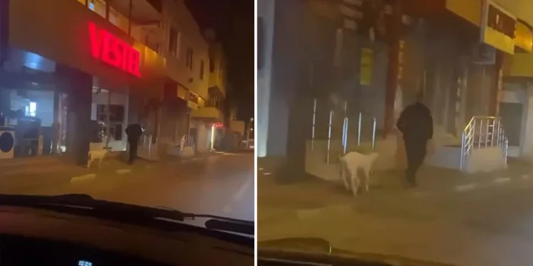 Bursa’da eğittiği kuzusunu dolaşmaya çıkardı