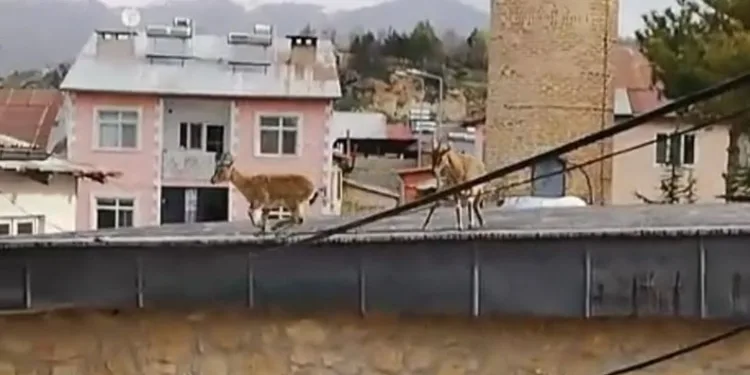Dağ Keçileri evlerin ve tarihi caminin çatısına çıktı