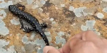 Elazığ’da benekli semender görüntülendi