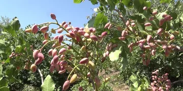 Siirt’te nisan yağmurları bereketi getirdi