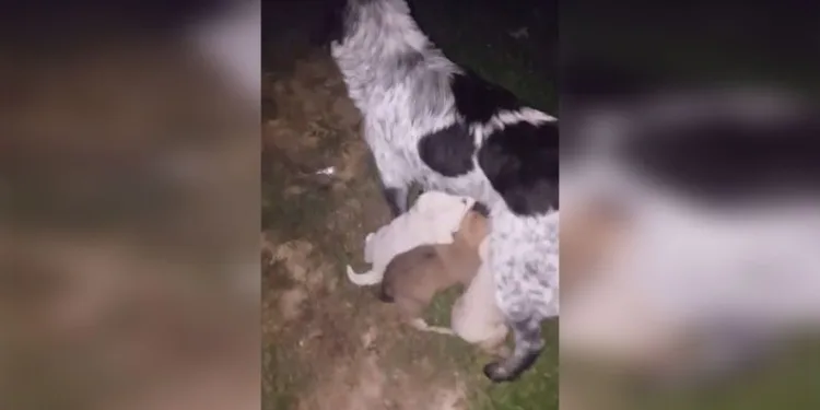 Avrupa Güzeli Güler Erdoğan’ın feci ölümü