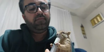 Doğa gezisinde bulduğu yavru sincabı sahiplendi