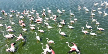 Flamingolar doğanın bahara uyanışını müjdeledi