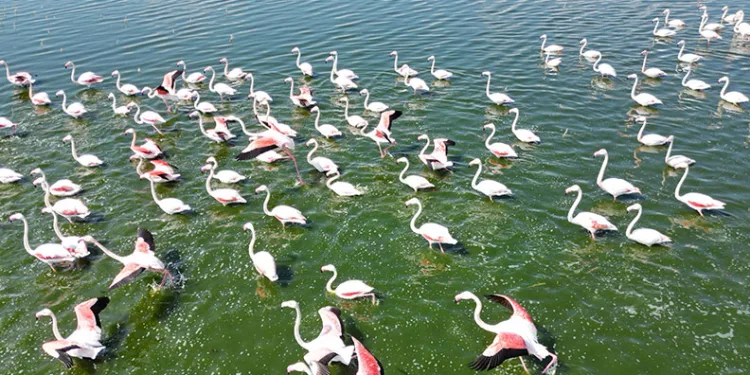Flamingolar doğanın bahara uyanışını müjdeledi