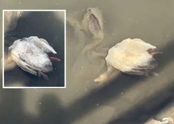 Yeşilırmak’ta balıkların ardından kaz ölümleri görüldü