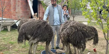 Deve kuşları Tuzluca’nın yeni maskotları oldu